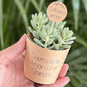 Mini Suculentas: O Presente PERFEITO para Qualquer Ocasião! (E te ensino a fazer o seu!) - BuBa DIY